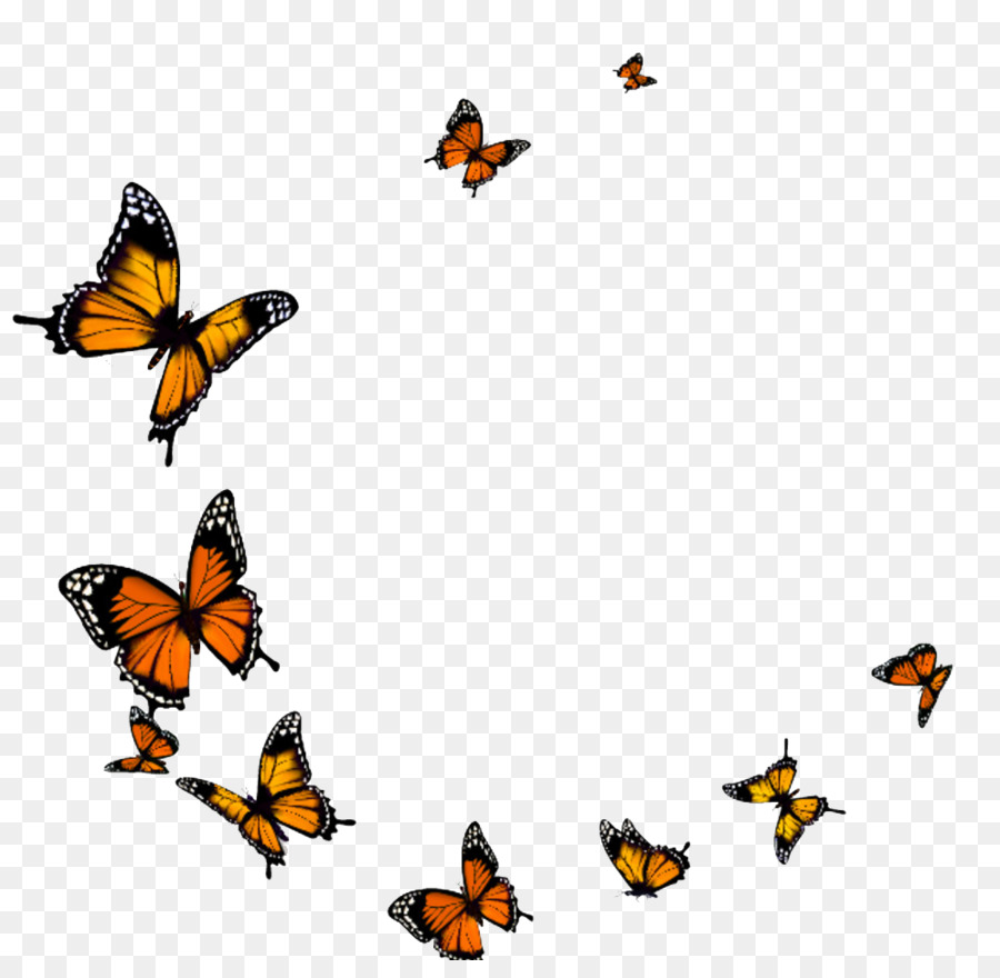 Butterfly - Butterfly fly png download - 994*954 - Free Transparent Butterfly png Download.