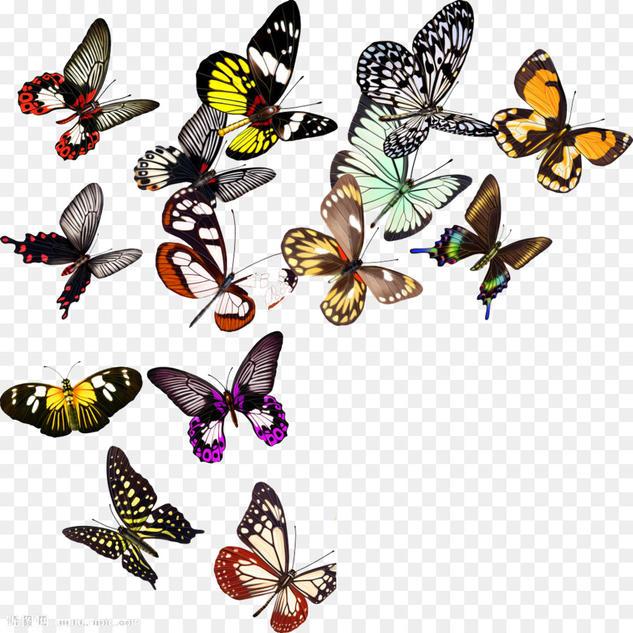 Butterfly Nymphalidae Clip art - Butterfly fly png download - 1024*1024 - Free Transparent Butterfly png Download.