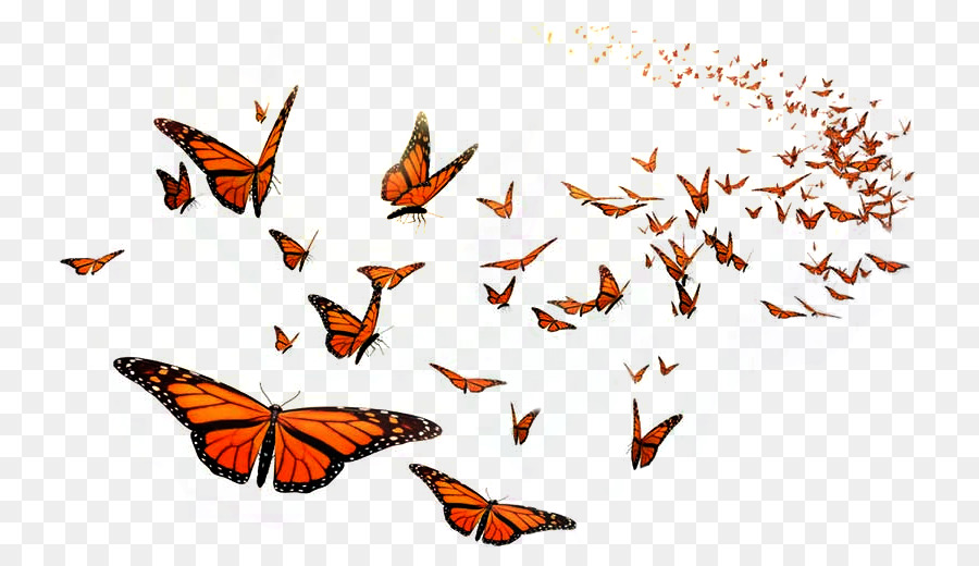 Monarch butterfly Flight Orange Middle School Insect - beautiful gift png download - 792*511 - Free Transparent Butterfly png Download.
