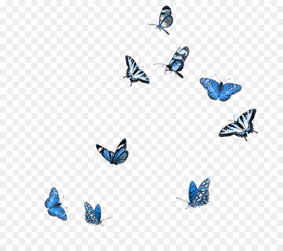 Butterfly Photography Clip art - butterfly png download - 794*800 - Free Transparent Butterfly png Download.