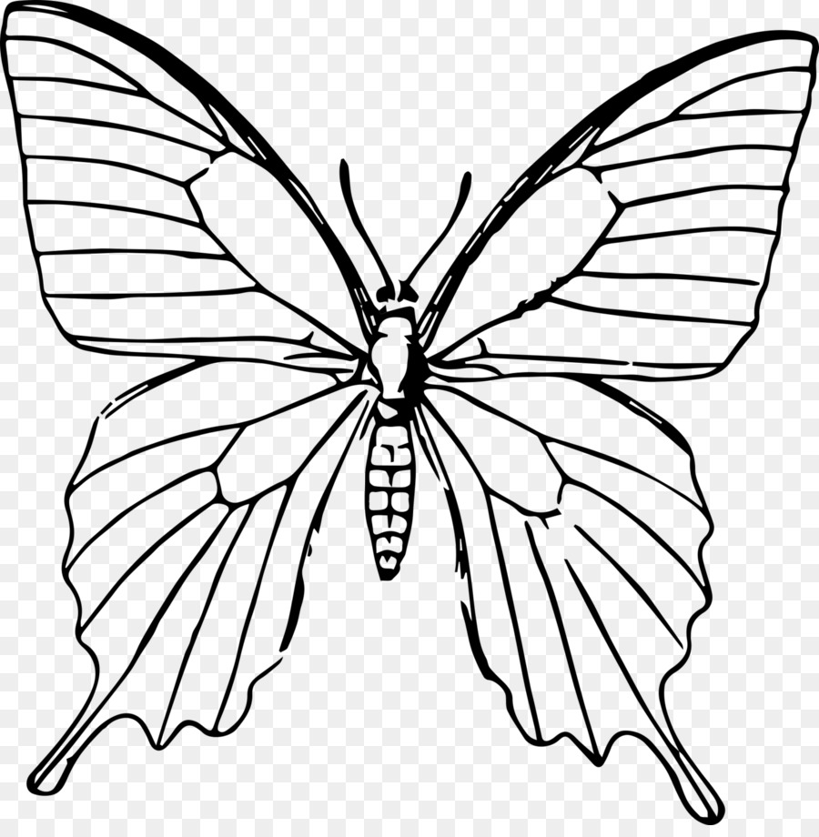 Butterfly Drawing Portable Network Graphics Line art Sketch - butterfly outline png coloring png download - 1600*1613 - Free Transparent Butterfly png Download.