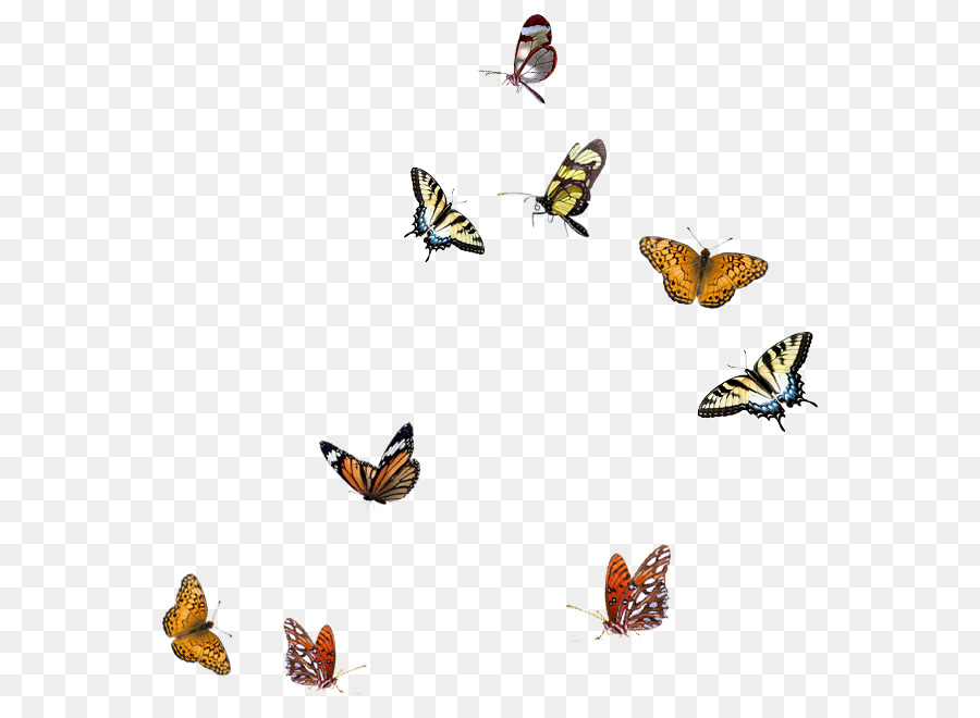 Butterfly Clip art - butterfly border png download - 634*660 - Free Transparent Butterfly png Download.