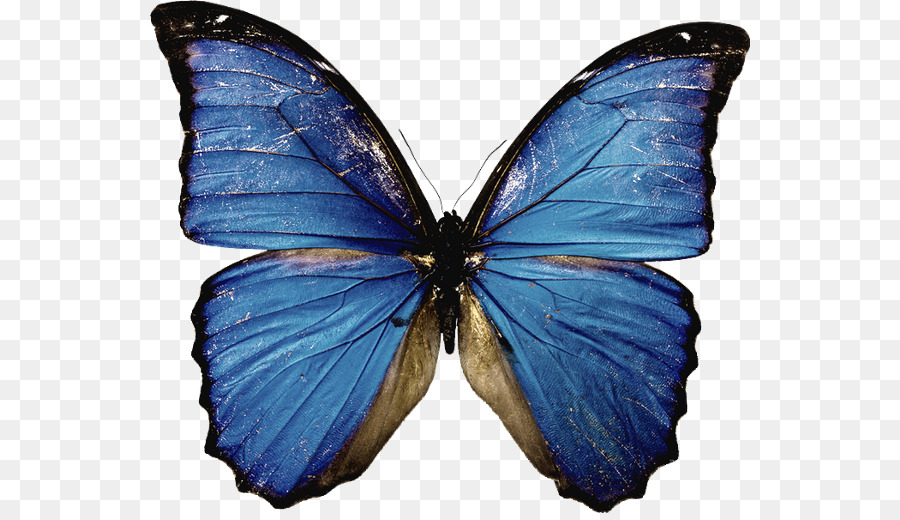 Butterfly Portable Network Graphics Desktop Wallpaper Transparency Clip art - butterfly png download - 600*513 - Free Transparent Butterfly png Download.