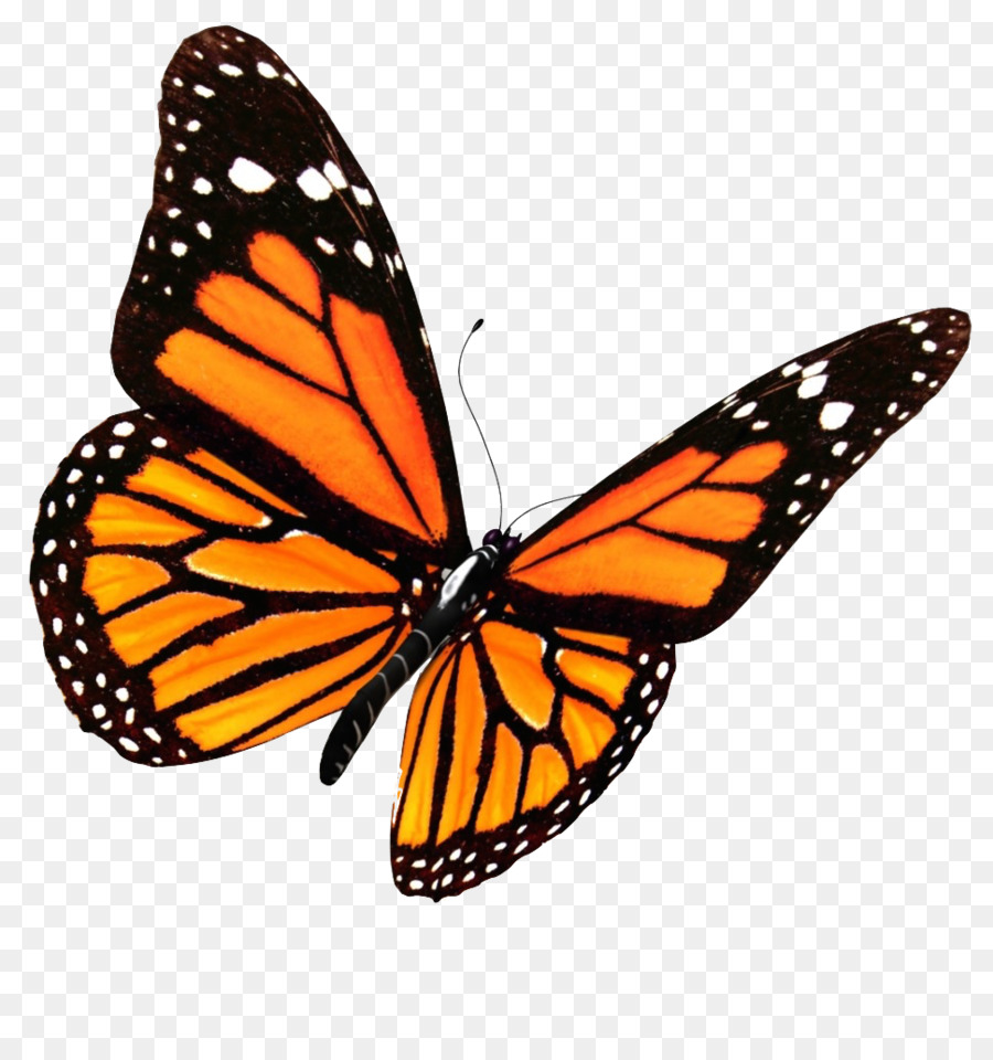 Butterfly Clip art - Flying Butterflies PNG Transparent Image png download - 969*1024 - Free Transparent Butterfly png Download.