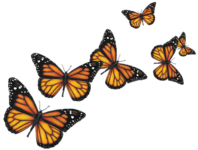 Butterfly Png Free Butterflies Png Clipart Images Free Transparent Images
