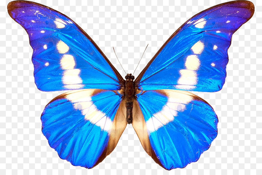 Butterfly Clip art - Butterfly Transparent PNG png download - 851*585 - Free Transparent Butterfly png Download.