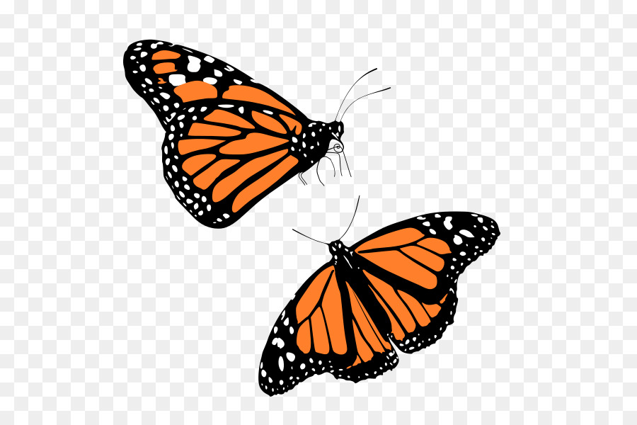 Monarch butterfly Clip art - butterfly png download - 600*600 - Free Transparent Butterfly png Download.