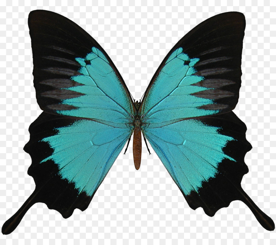 Butterfly Red Black Caterpillar - Black And Cyan Butterfly PNG png download - 1700*1500 - Free Transparent Butterfly png Download.