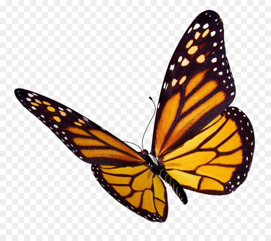 Monarch butterfly Insect Clip art - Monarch Butterfly Png png download - 909*800 - Free Transparent Butterfly png Download.