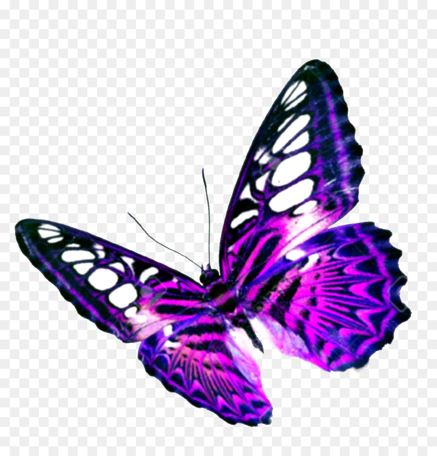 Butterfly Purple Clip art - Purple Butterfly Transparent Background png download - 1058*1100 - Free Transparent Butterfly png Download.