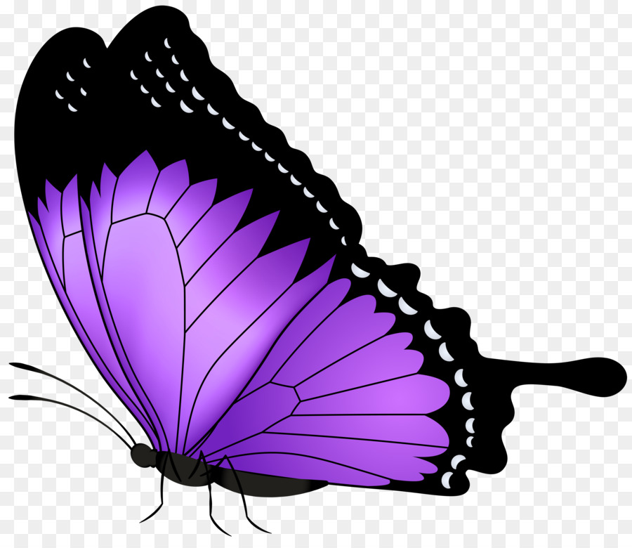 Butterfly Greta oto Clip art - butterfly png download - 8000*6853 - Free Transparent Butterfly png Download.