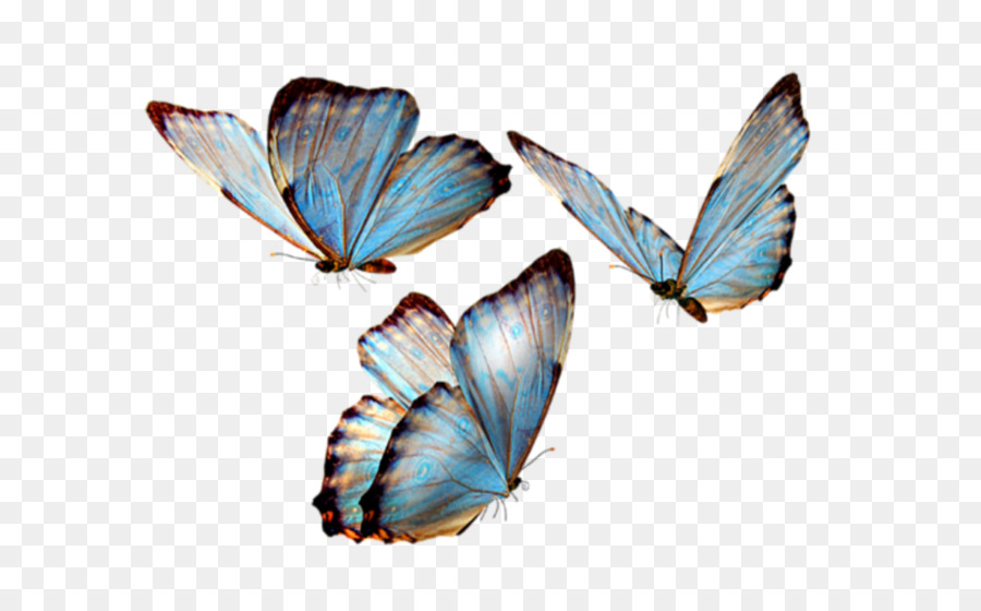 Glasswing butterfly Brush-footed butterflies Insect Transparency Image -  png download - 1024*631 - Free Transparent Glasswing Butterfly png Download.
