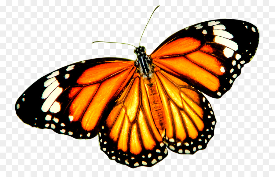 Monarch butterfly Tiger Danaus genutia Insect - red butterfly png download - 824*563 - Free Transparent Butterfly png Download.