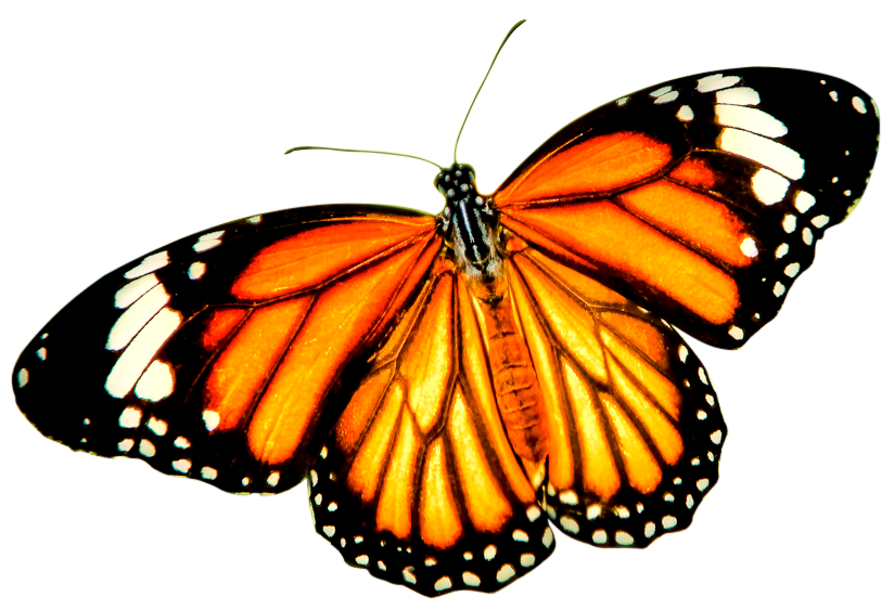 Monarch butterfly Tiger Danaus genutia Insect - red butterfly png ...