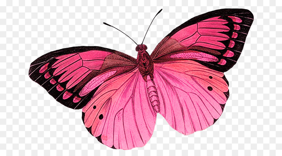 Monarch butterfly Greta oto Clip art - pink butterfly background png download - 750*500 - Free Transparent Butterfly png Download.