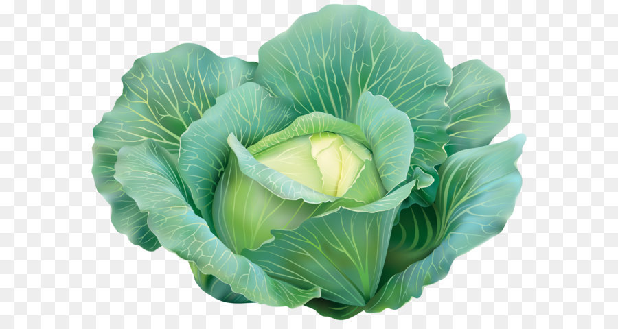 Cabbage Vegetable Clip art - Cabbage Clipart Image png download - 5976*4352 - Free Transparent Cabbage png Download.