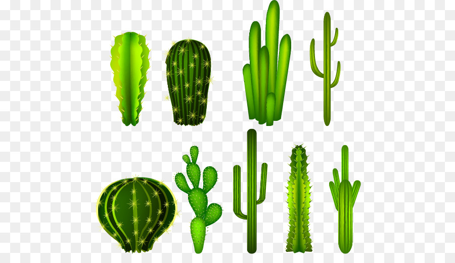 Cactaceae Clip art - cactus png download - 529*507 - Free Transparent Cactaceae png Download.