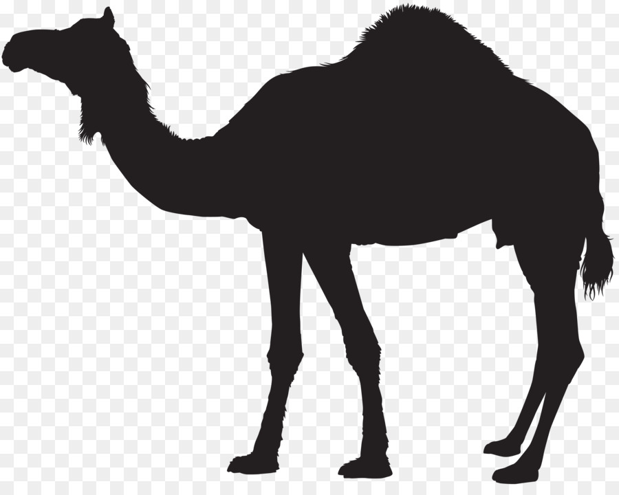 Dromedary Bactrian camel Silhouette Clip art - camel png download - 8000*6279 - Free Transparent Dromedary png Download.
