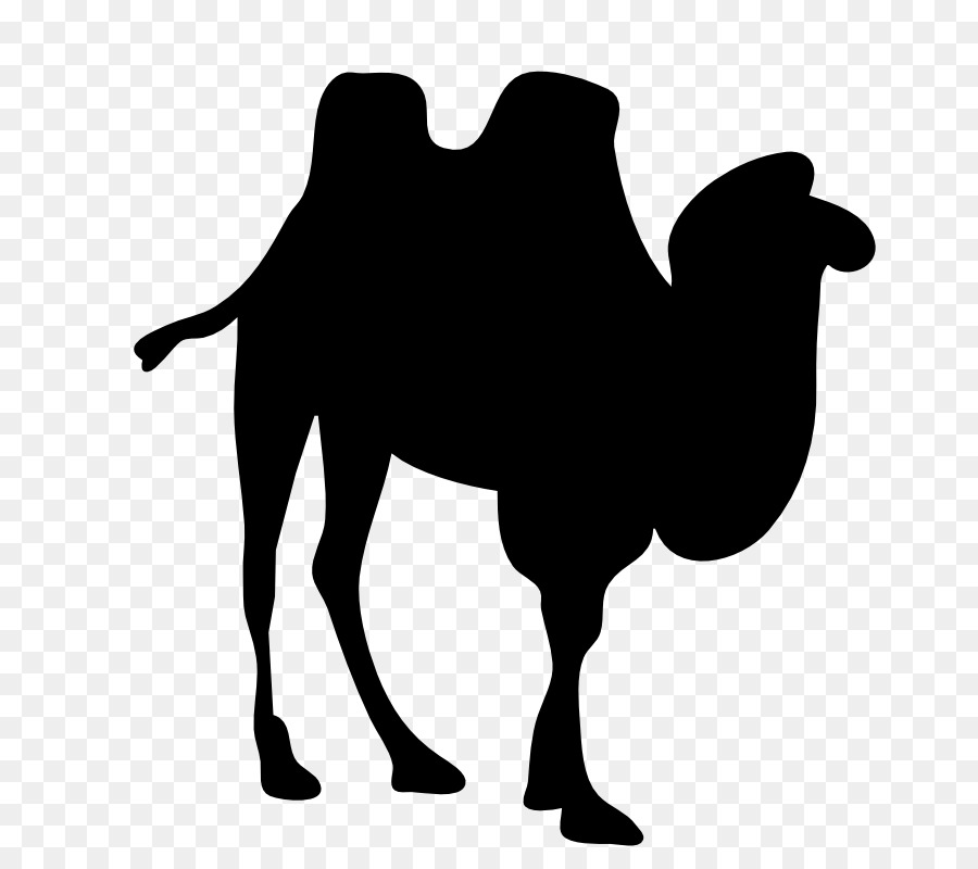 Bactrian camel Dromedary Silhouette Clip art - Camel Images png download - 800*800 - Free Transparent Bactrian Camel png Download.