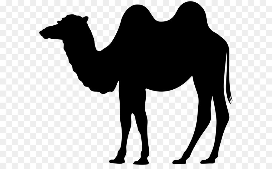 Dromedary Silhouette Clip art - Camel Silhouette PNG Clip Art png download - 8000*6768 - Free Transparent Dromedary png Download.