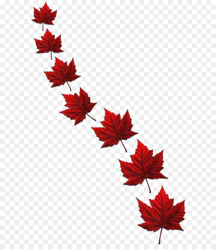 Maple leaf Flag of Canada - Canada png download - 654*1023 - Free Transparent Maple Leaf png Download.