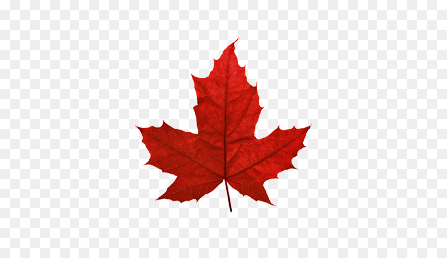 Red maple Maple leaf Sugar maple Japanese maple - Red Maple Leaf Canada png download - 507*503 - Free Transparent Red Maple png Download.