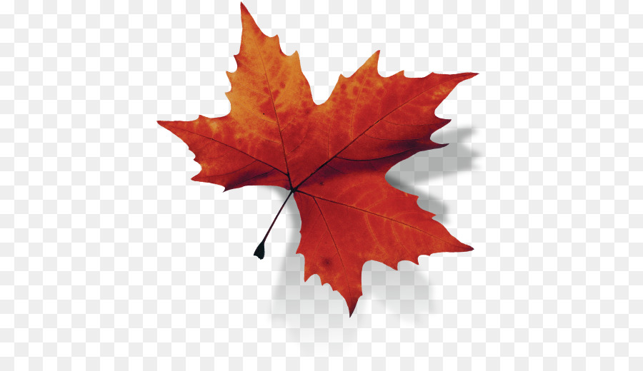Canada Maple leaf - maple leaf background png download - 508*508 - Free Transparent Canada png Download.