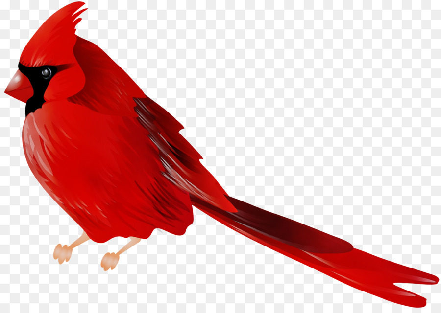 Bird Northern cardinal Clip art Portable Network Graphics -  png download - 3000*2109 - Free Transparent Bird png Download.