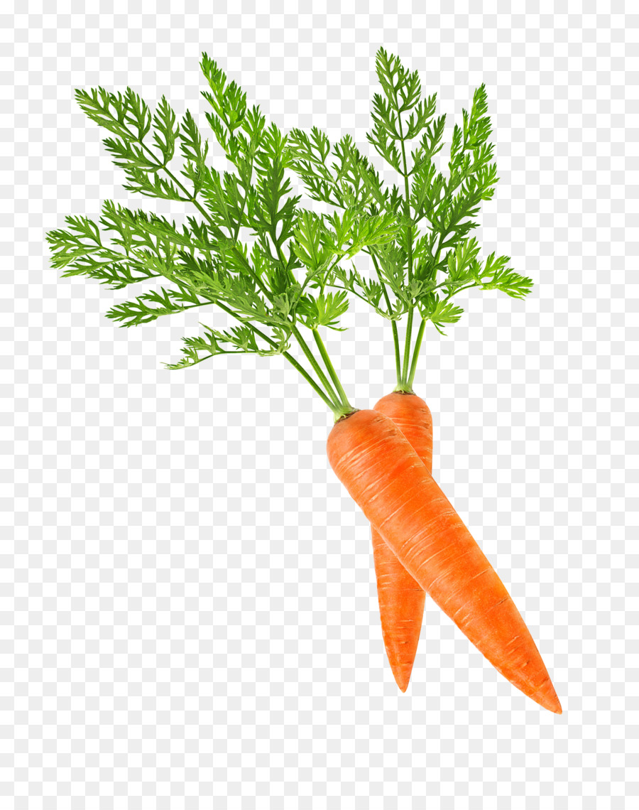 Baby carrot Clip art - carrot png download - 1400*1750 - Free Transparent Carrot png Download.
