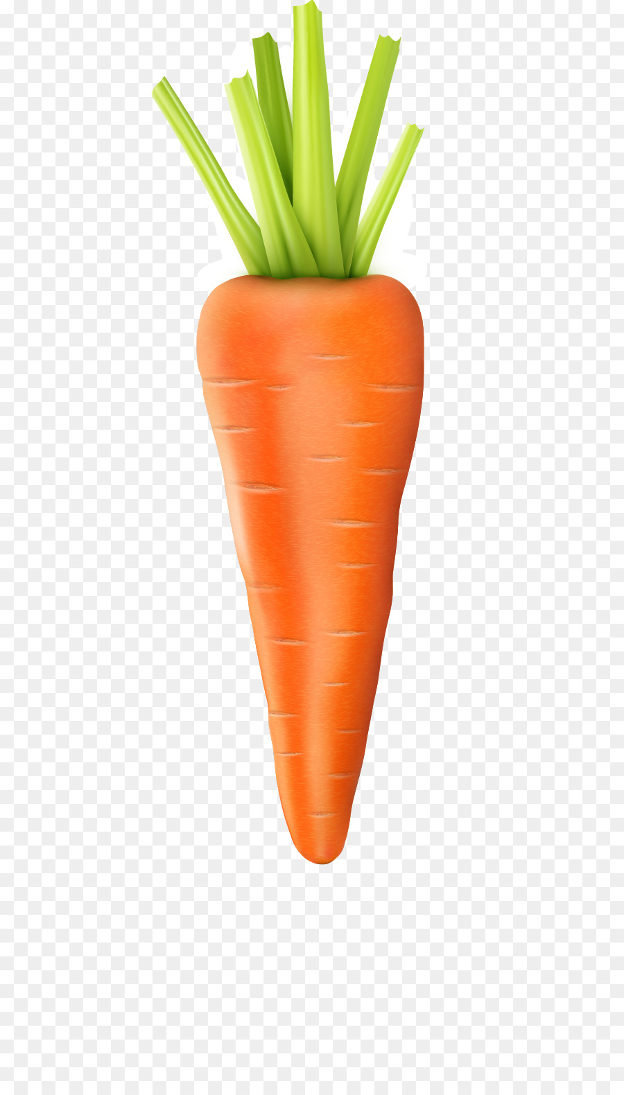 Baby carrot Vegetable - Vector carrot png download - 589*1577 - Free Transparent Baby Carrot png Download.