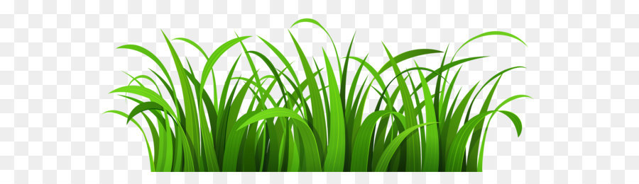 Blog Clip art - Grass Patch PNG Clipart png download - 6000*2247 - Free Transparent Lawn png Download.
