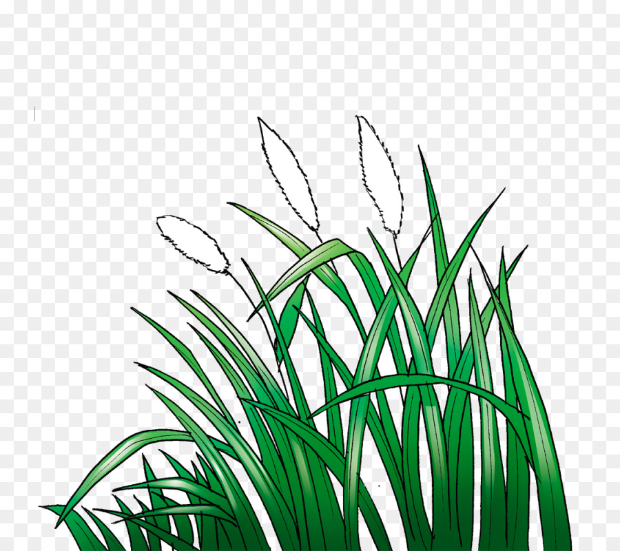 Lawn Cogon grass Animation Sketch - Animation png download - 800*800 - Free Transparent Lawn png Download.
