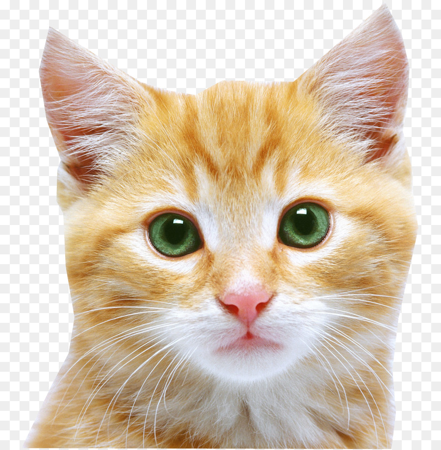 Kitten Feral cat Puppy - Cat Face Png png download - 809*918 - Free Transparent Kitten png Download.