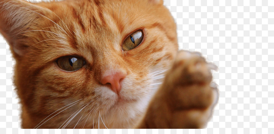 Cat Dog Kitten Tiger Pet - Cat Claws png download - 1053*495 - Free Transparent Cat png Download.