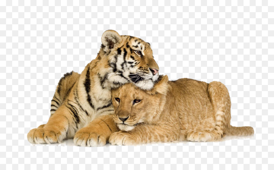 Lion Cubs Lion & Tiger Cat - The two tigers lying png download - 1600*982 - Free Transparent Lion png Download.