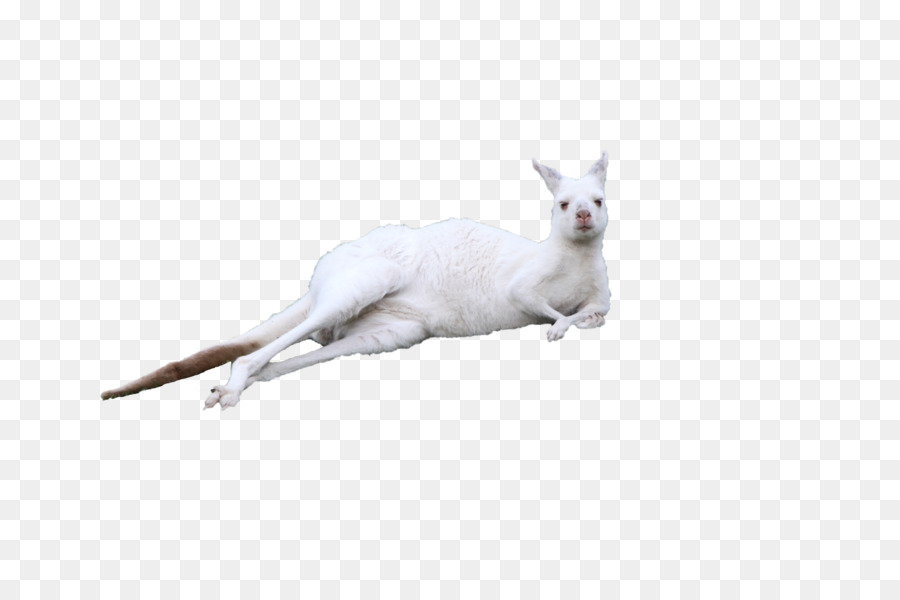 Kitten Kangaroo Cuteness - Lying on the white kangaroo png download - 4080*2720 - Free Transparent Kitten png Download.