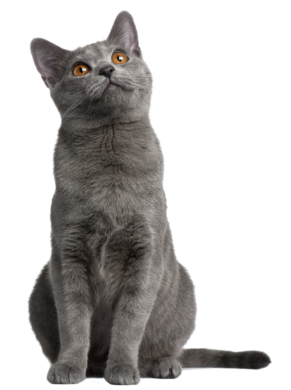 Cat Food Chartreux Persian Cat Abyssinian Cat Norwegian Forest Cat ...