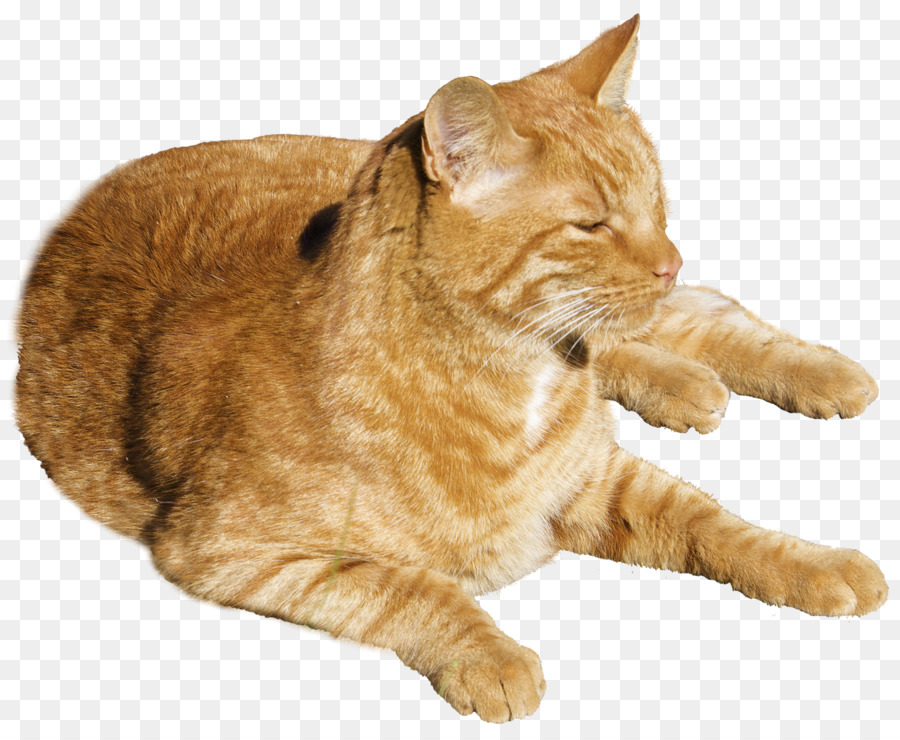 Dragon Li European shorthair Kitten Dog - Cat png download - 1350*1101 - Free Transparent Cat png Download.