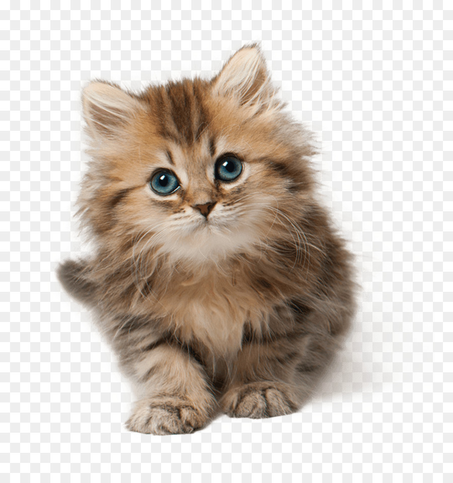 Kitten Cat Cuteness Clip art - kitten png download - 828*957 - Free Transparent Kitten png Download.