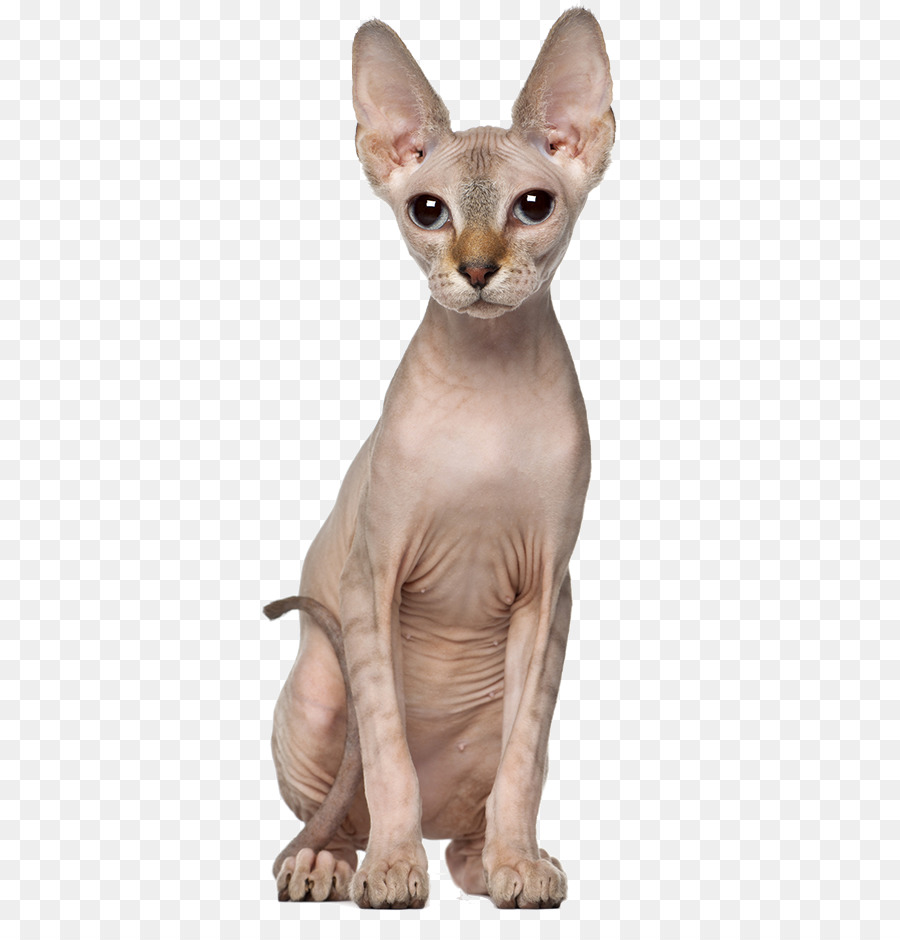 Sphynx cat Oriental Shorthair Kitten Dog Allergy to cats - kitten png download - 398*935 - Free Transparent Sphynx Cat png Download.