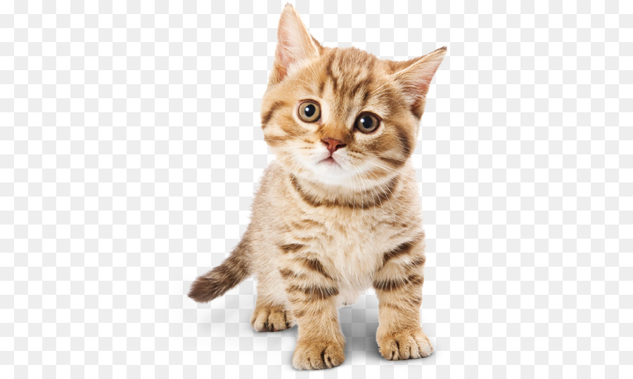 Cat food Kitten Dog - Adorable Cat PNG png download - 474*532 - Free Transparent Cat png Download.