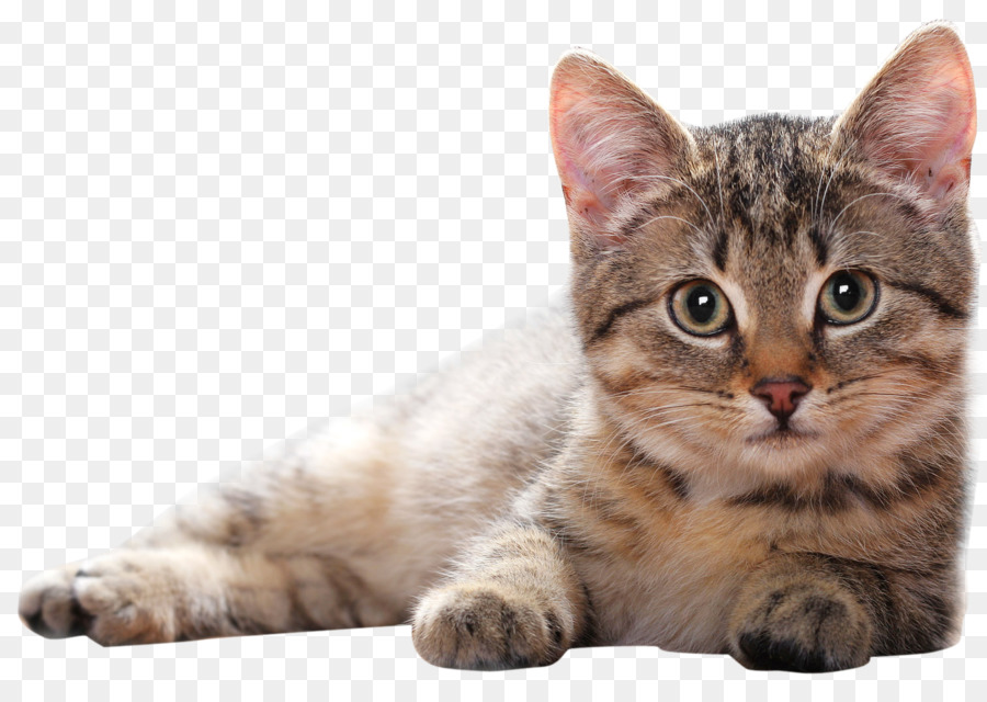 Cat Kitten - Cat PNG Clipart png download - 1511*1054 - Free Transparent Cat png Download.