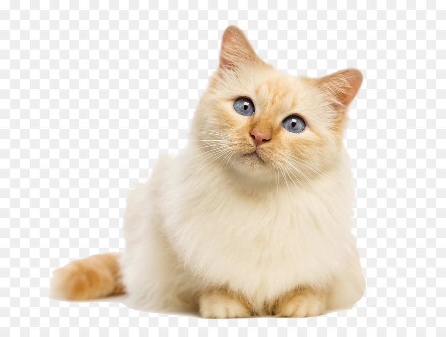 Cat Food Kitten Felidae Dog - Cat png download - 900*673 - Free Transparent Cat png Download.
