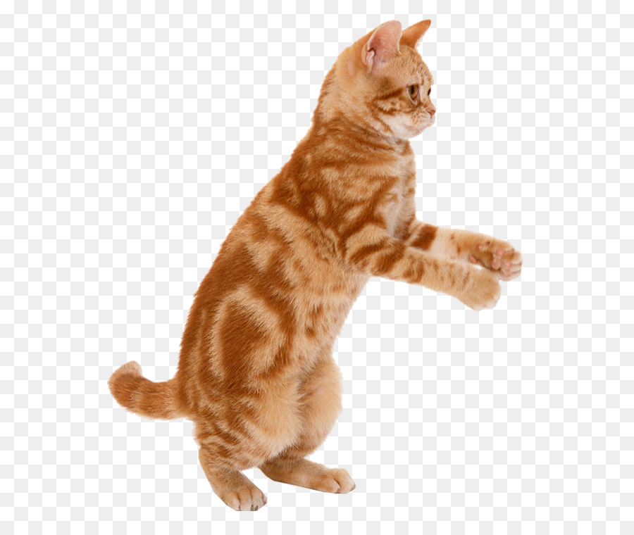 Cat Kitten Mouse Dog Felidae - Cat png download - 750*750 - Free Transparent Cat png Download.