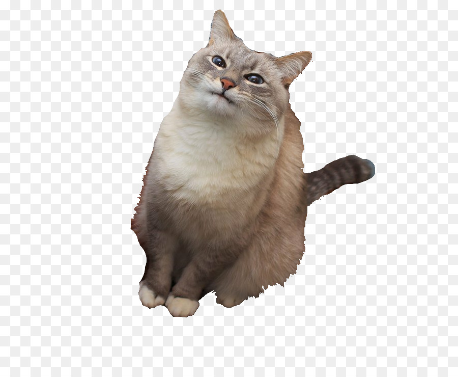 Blini Pancake Cat Imgur - Cat png download - 595*729 - Free Transparent  png Download.
