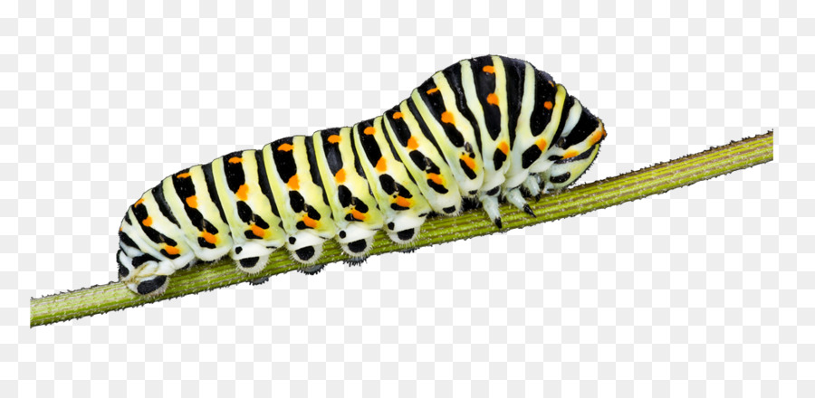 Butterfly Insect Caterpillar Larva Old world swallowtail - butterfly png download - 1053*509 - Free Transparent Butterfly png Download.