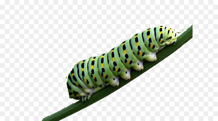 Butterfly Caterpillar Larva Pollinator - In the butterfly family larvae are carnivorous png download - 690*500 - Free Transparent Butterfly png Download.