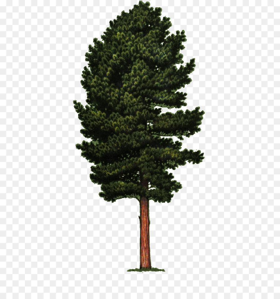 Vector graphics Clip art Stock photography Cedar - tree png download - 446*943 - Free Transparent Stock Photography png Download.