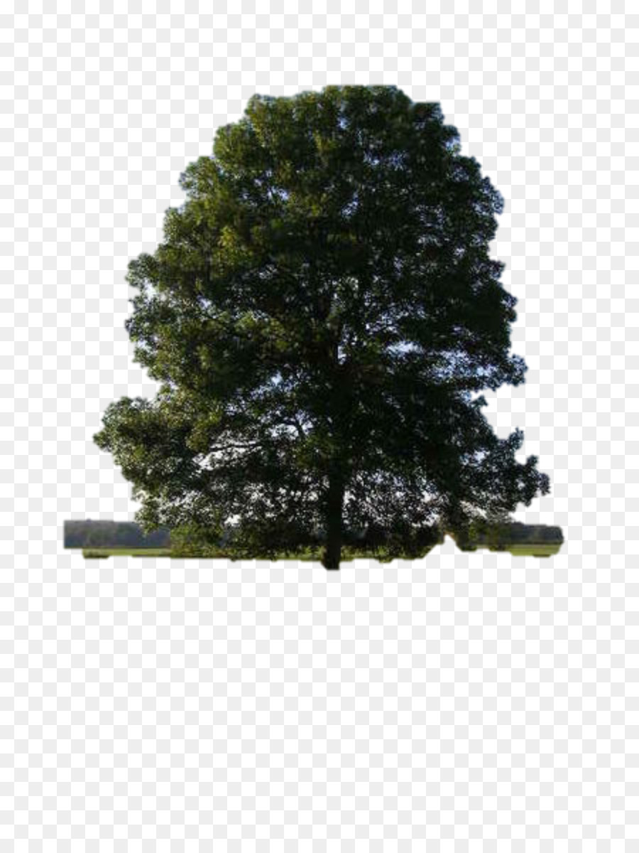 Cedar elm Eastern red cedar Tree Dutch elm disease American elm - tree png download - 900*1200 - Free Transparent Cedar Elm png Download.