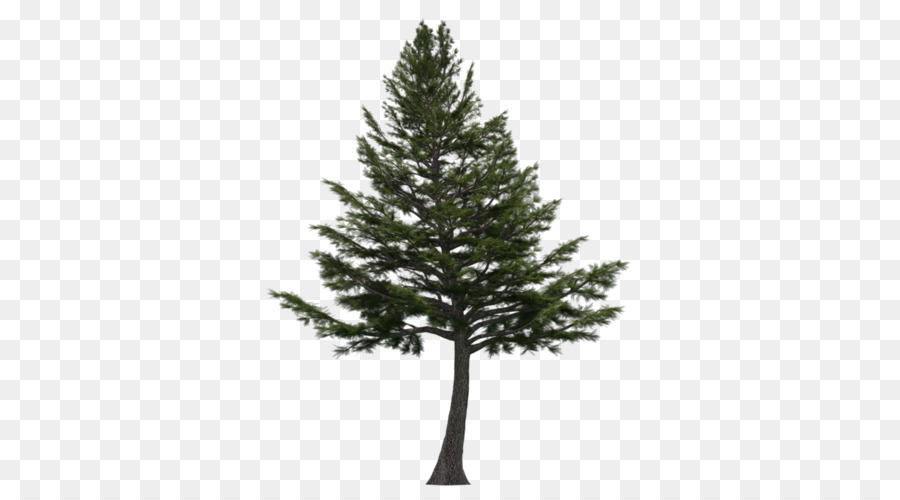 Cedrus libani Cedar wood Lebanon Tree - tree png download - 500*500 - Free Transparent Cedrus Libani png Download.